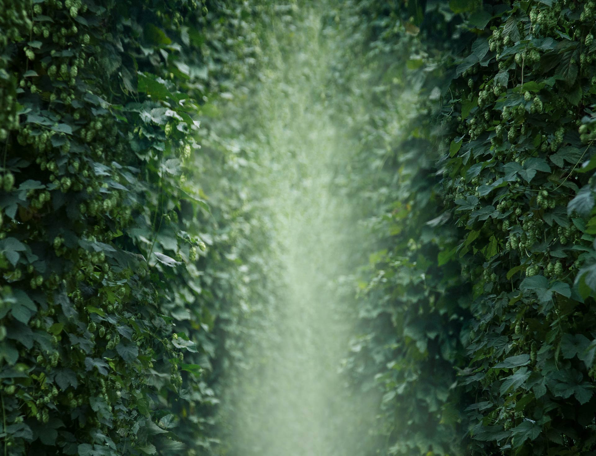 Bastard Brew and Food Bastard brew and food